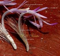  Disc Florets